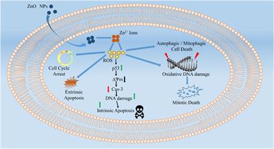 Green Metallic Nanoparticles: Biosynthesis to Applications